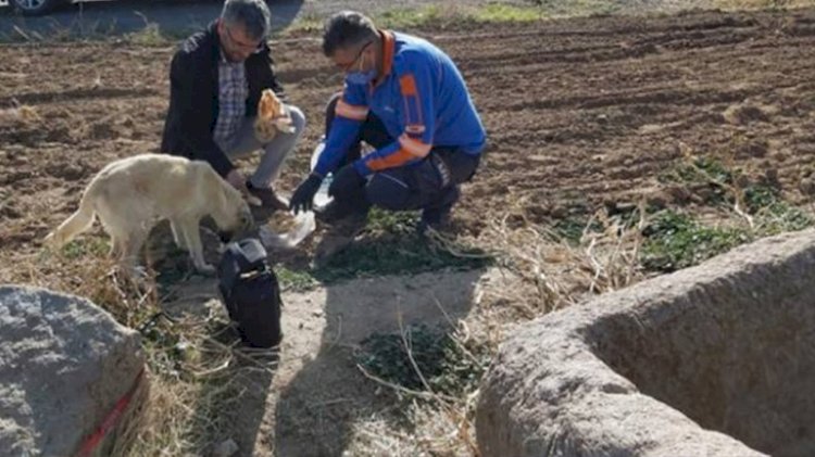 Kuyuya düşen köpeği AFAD ekipleri kurtardı