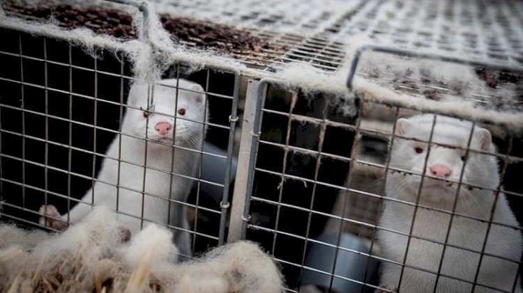 Danimarka'da 'vizon' krizi istifa getirdi