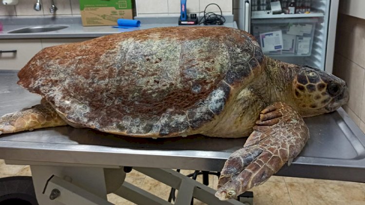 Antalya'da yaralı halde bulunan caretta caretta Muğla'da tedavi ediliyor