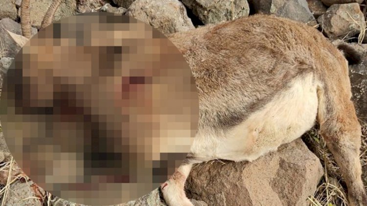 Avcılar koruma altındaki yaban keçisini  öldürüldü