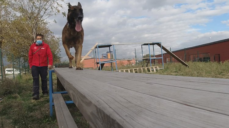 Afetlerde kritik rol üstlenen köpekler