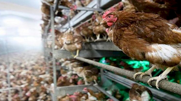 İngiltere'de kuş gribi salgını patlak verdi