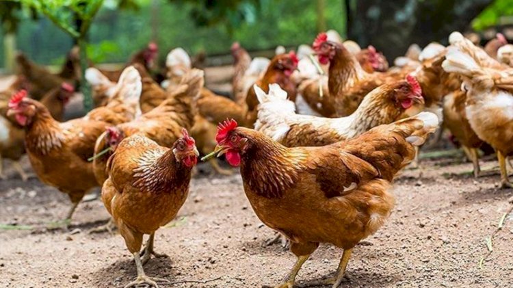 Hayvan öldürülmeden üretilen etin satışı onaylandı