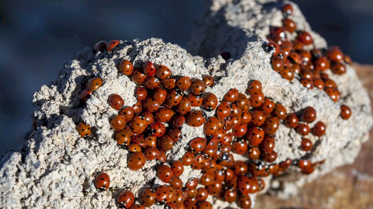 Rize'yi saran uğur böceklerinin sırrı ortaya çıktı