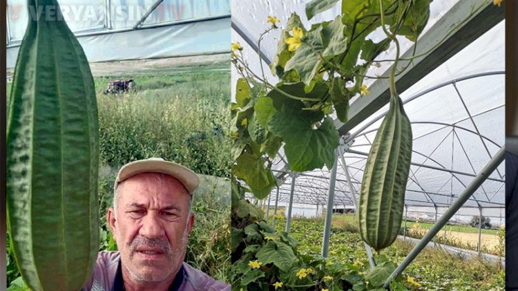 Beypazarılı çiftçi, tarlasında 'tropikal bamya' yetiştirdi