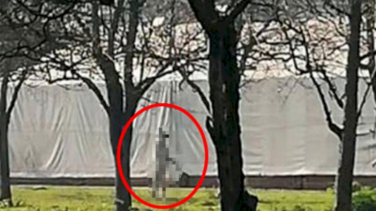 Köpeği ağaca asarak öldürdü, para cezası alıp evine döndü
