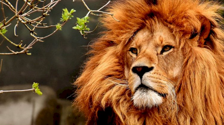 Hayvanat bahçesinde 4 aslan koronavirüse yakalandı