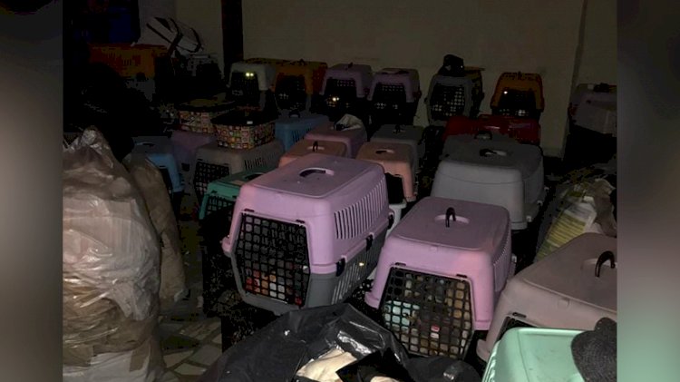 Kötü koşullarda bulunan 9'u yavru 57 kedi kurtarıldı