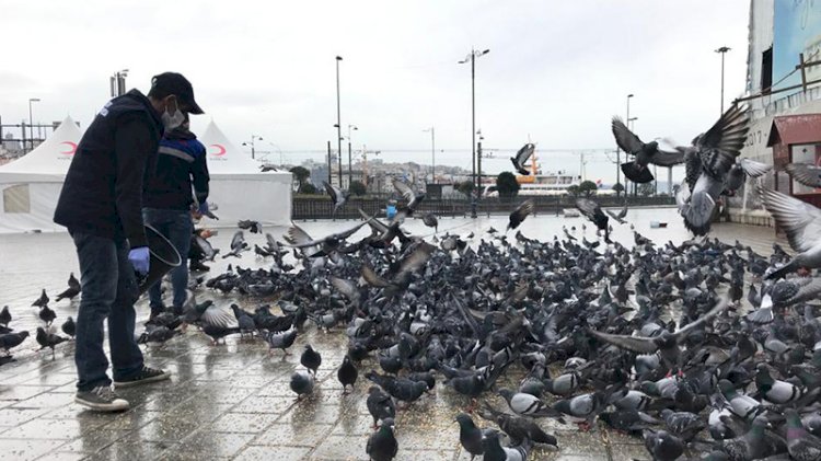 Sokağa çıkma kısıtlamasında sokak hayvanları unutulmadı