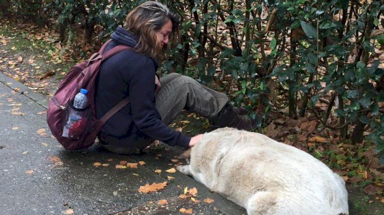 Köpek katliamını yapanlar belediye çalışanı çıktı!