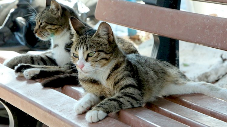 Evcil hayvanlar 'koronavirüs' gerekçesiyle sokağa bırakılıyor