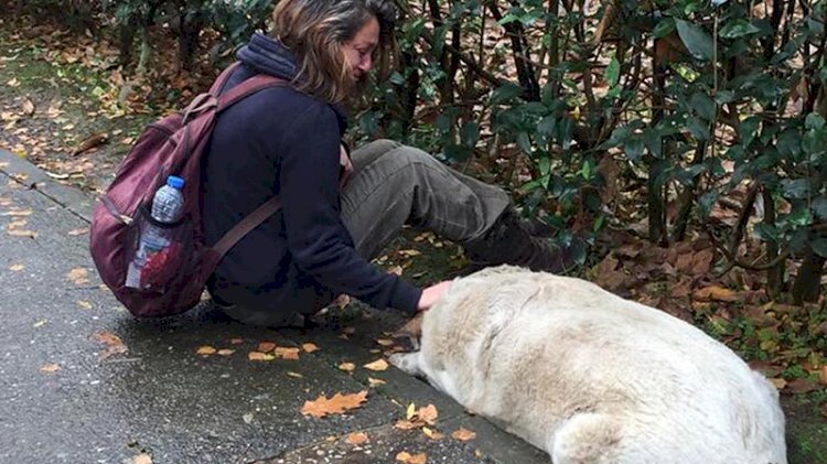 İzmit'teki köpek katliamında yeni gelişme