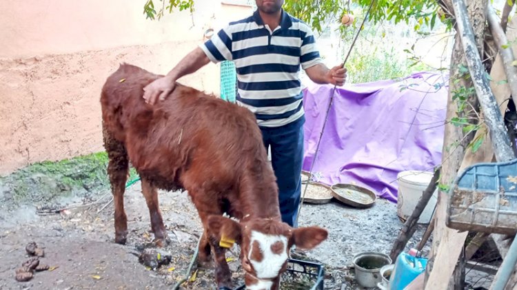 2 aylık buzağıya cinsel saldırıda bulundu, 'mala zarar verilmedi' gerekçesiyle cezasız kaldı