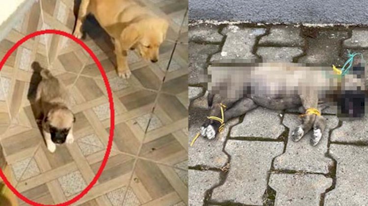 Yavru köpek ayakları ve boynu bağlı olarak ölü bulundu