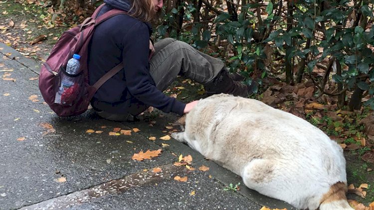 İzmit'te '50’ye yakın sokak köpeği kayıp' iddiası