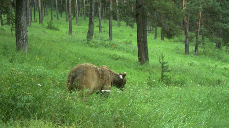 Bozayı yiyecek bulmak için 141 günde bin 33 kilometre yol kat etti