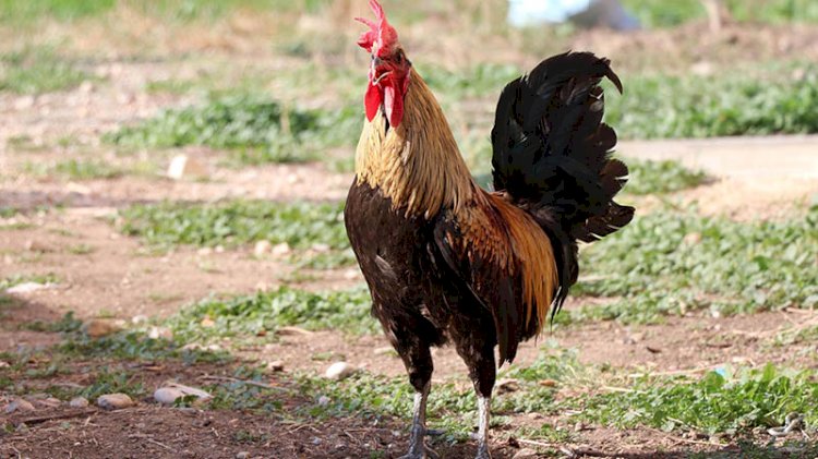 Öterken bayılan Denizli horozu için şaşırtan teklif