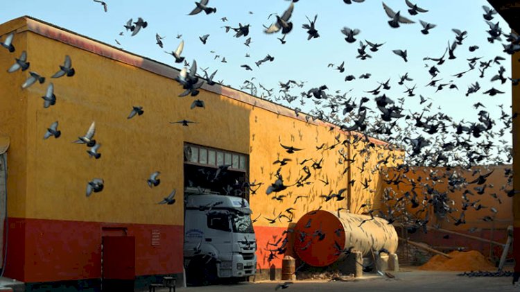 Aç kalan kuşlar, yem fabrikasını mesken tuttu