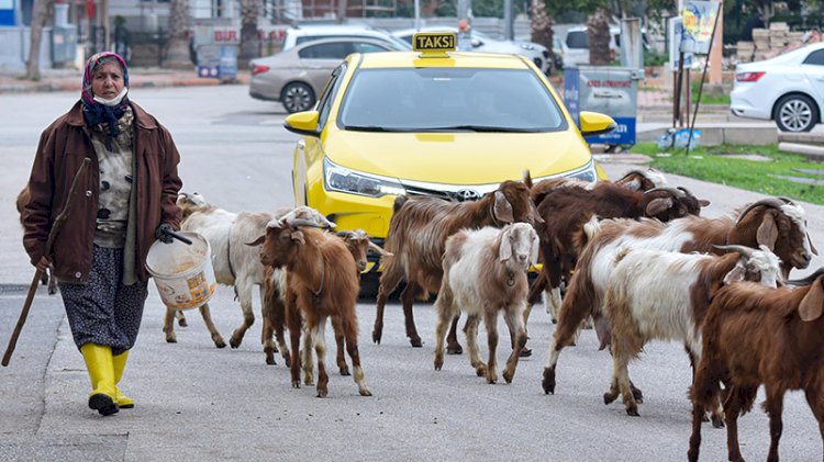 Şehrin göbeğinde, eli sopalı çoban 'Menşure Teyze'