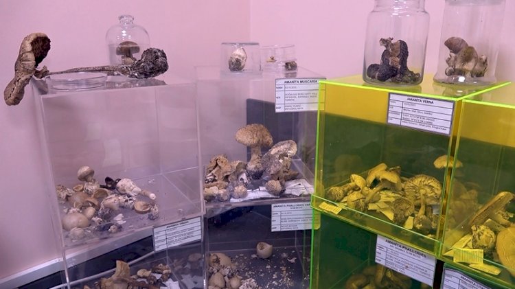 'Ölümsüzlük mantarı' Türkiye'de üretildi: Fiyatı dudak uçuklattı...