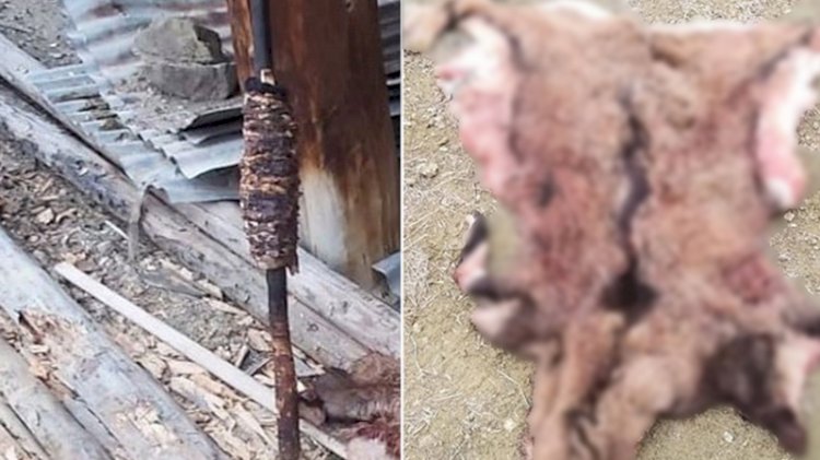 Avladıkları yaban keçisini döner yapıp yediler, ceza aldılar