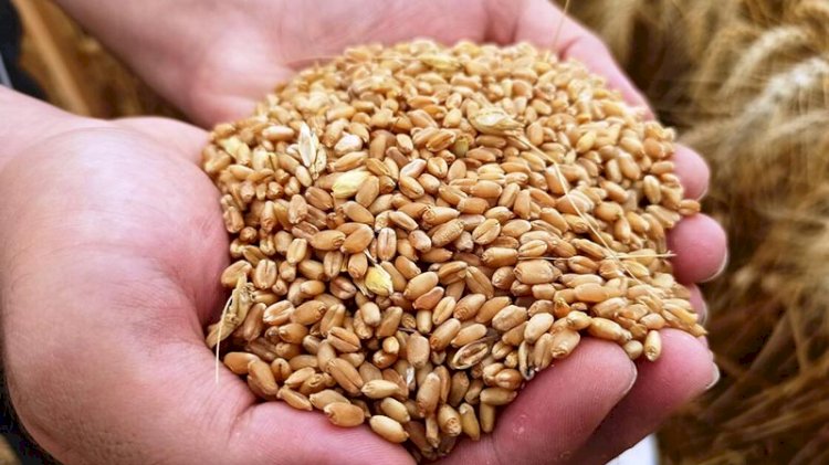 Buğday fiyatları son 6 yılın zirvesine çıktı