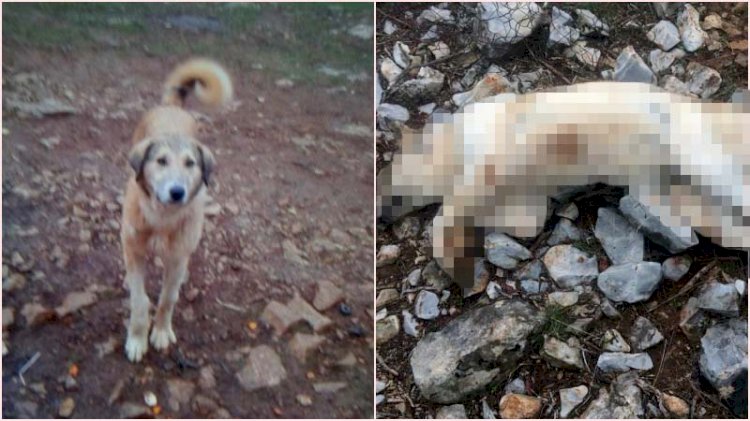 Köpeğini 'fazla ekmek yiyor' diye öldürdü, para cezası aldı