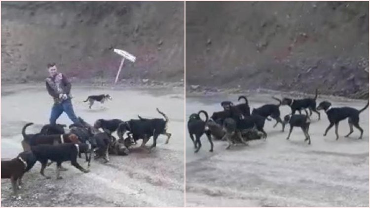 Yaraladıkları yavru domuzu köpeklere parçalattılar
