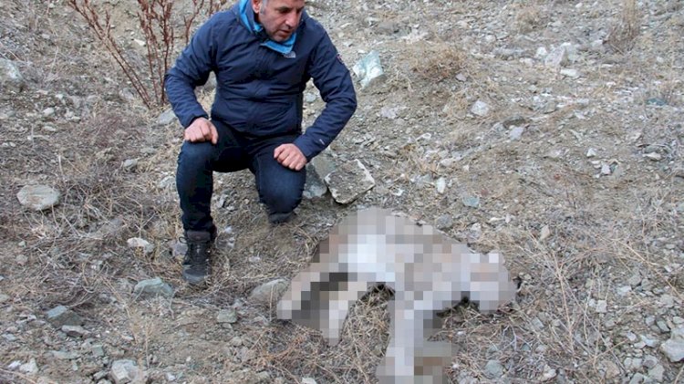 Nesli tükenmekte olan vaşağı öldürdüler