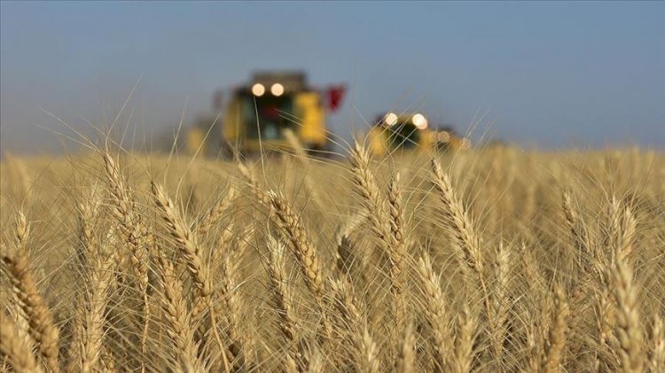Buğdayda alarm zilleri çalıyor