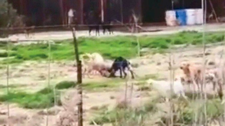 Aç bırakılan köpekler birbirini parçaladı