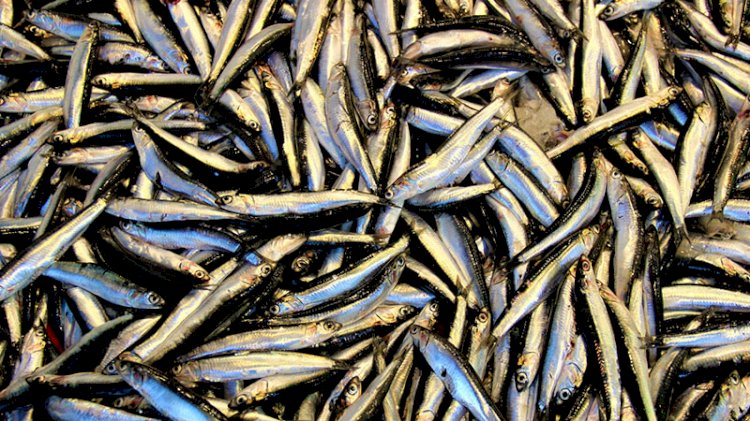 Bakanlık açıkladı! Hamsi avı yasağı uzatıldı