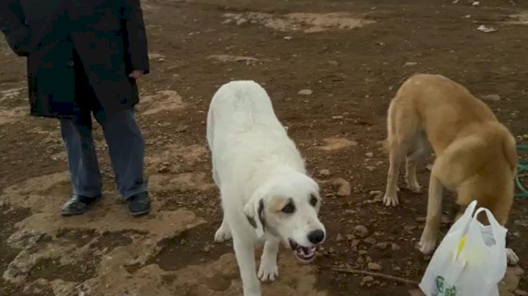 Veterinerin beslediği köpeği tüfekle vurdular