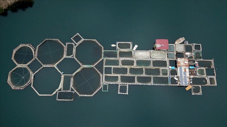 Denizi olmayan şehirden 54 ülkeye balık ihracatı