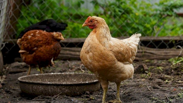 ‘Koronalı hastanın kırıntılarını yiyen tavuğu yedim, Kovid-19 olur muyum?’
