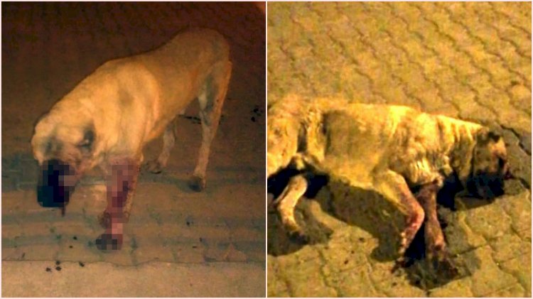 Vahşetin böylesi! Köpeğin gözlerini oyup öldüresiye dövdüler