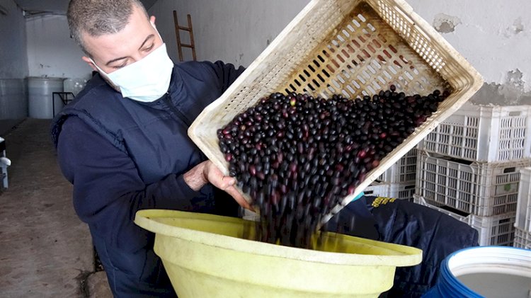 Zeytinde büyük hile! Karartmak için bunları kullanıyorlar