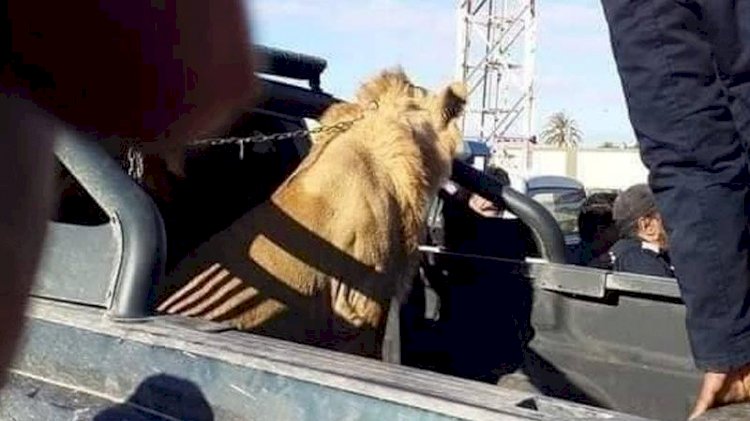 Sokakta dolaşan aslan paniğe neden oldu