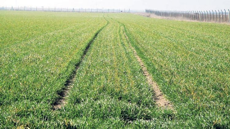 Korkutan rapor... Tarım arazilerinden zehir çıktı