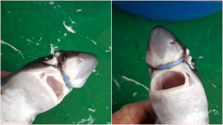 Bu yüzden denizleri kirletmemeliyiz: Yavru köpek balığının plastik halkayla savaşı