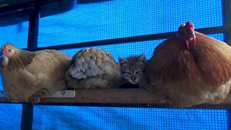 Kümesteki en konforlu yeri keşfeden sevimli kedi gülümsetti