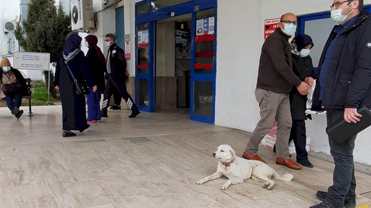 Sahibi tedavi gören Pamuk, 14 gün hastane kapısında bekledi