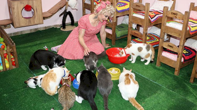 Mardinli Marilyn Monroe, kedi sığınma evi kurdu
