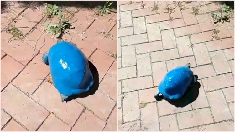 Caniler kaplumbağayı maviye boyadı