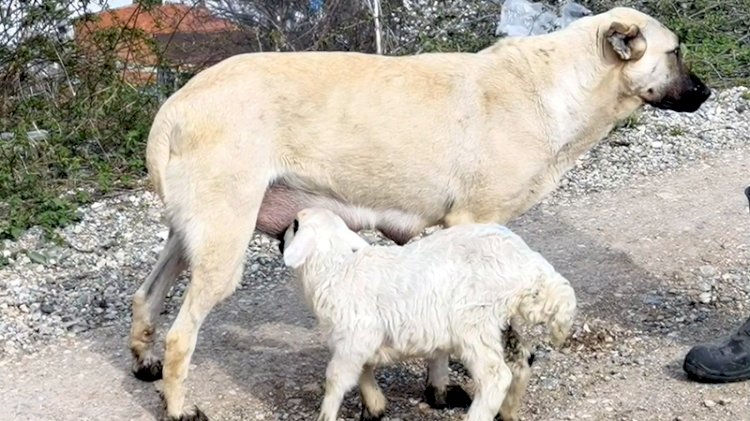 Çoban köpeği minik kuzunun 'süt annesi' oldu
