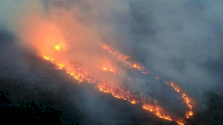 Muğla'daki orman yangınlarında 'sabotaj' şüphesi