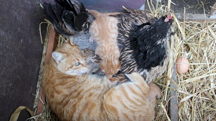 Yavru kedilerin ‘nöbetçi annesi’