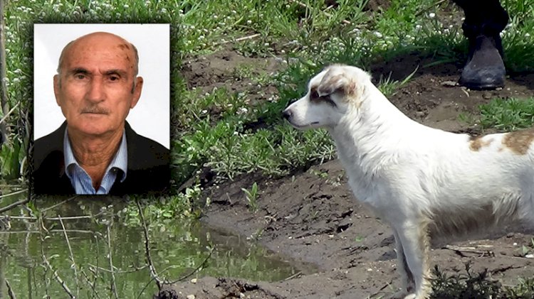Nehirde aranan yaşlı adamın beslediği köpek, bir an olsun bölgeden ayrılmıyor