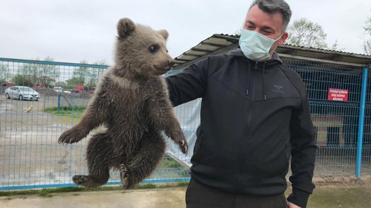 Köpeklerin saldırısına uğrayan yavru ayı kurtarıldı