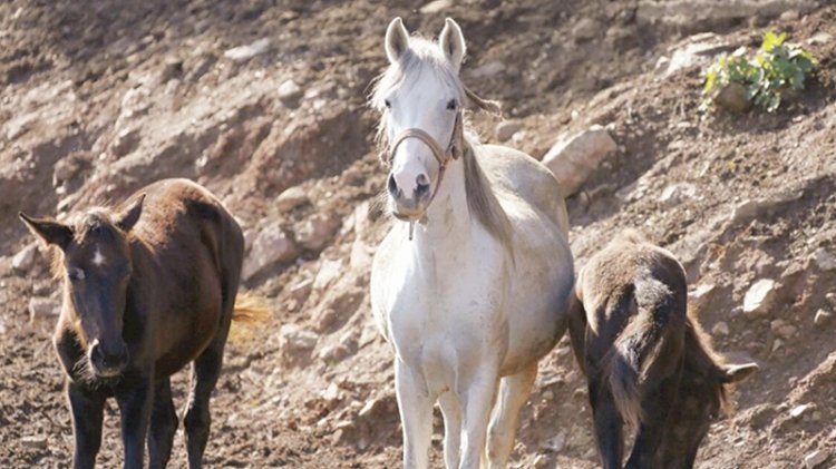 Kayıp atlarla ilgili yeni gelişme